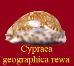 Cypraea mappa geographica f. rewa, Steadman & Cotton 1943